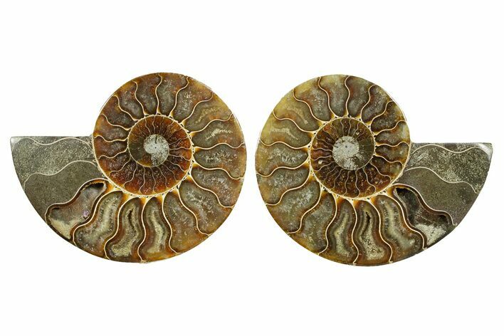 Cut & Polished Ammonite Fossil - Madagascar #364774